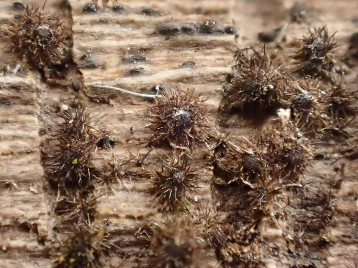 Photo © Sarah Ebdon Echinosphaeria canescens by Sarah Ebdon